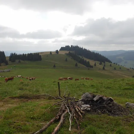 Dachsberger-hof Wittenschwand